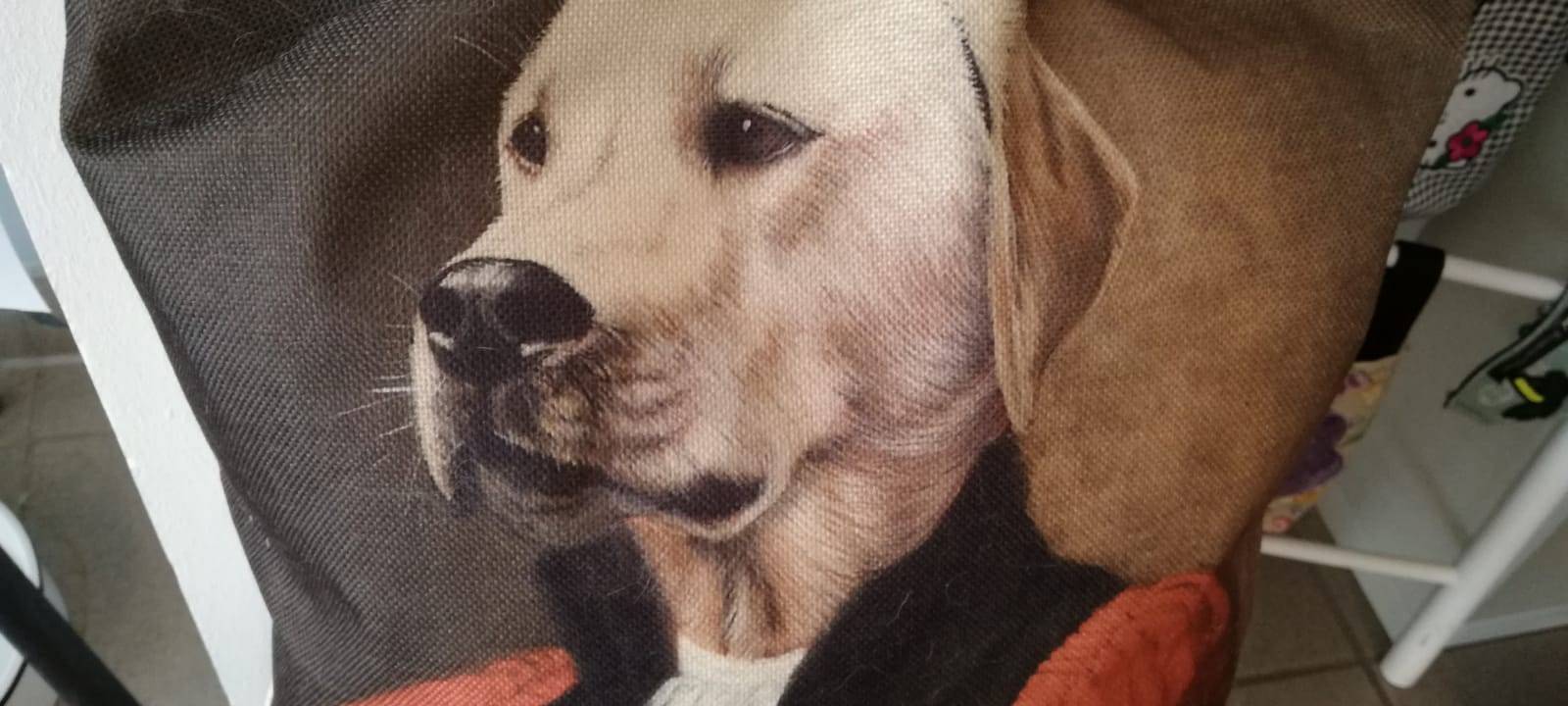 Hundesalon bietet "besten Job der Welt"