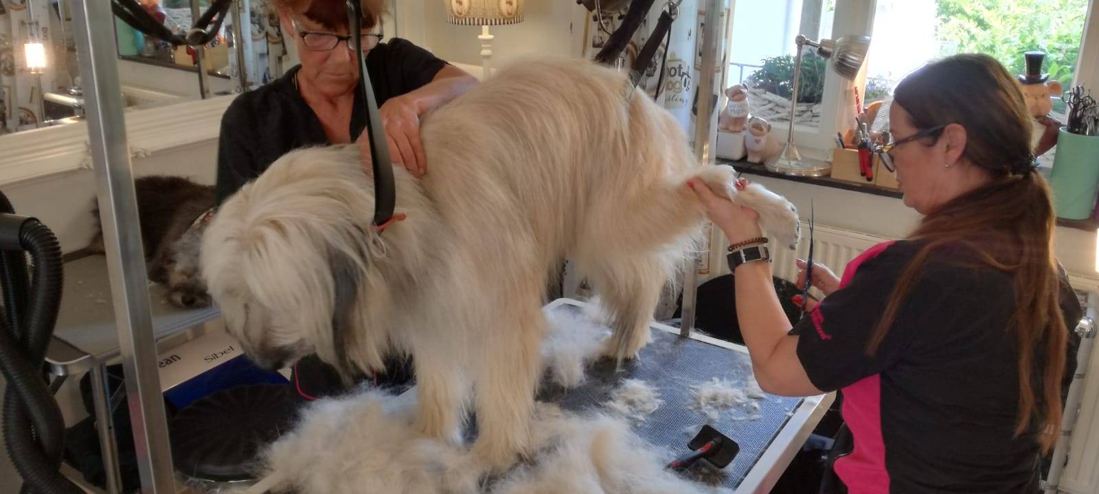 Hundesalon bietet "besten Job der Welt"