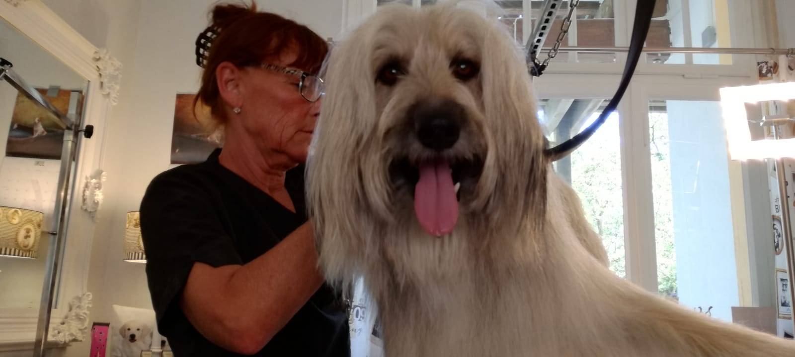 Hundesalon bietet "besten Job der Welt"