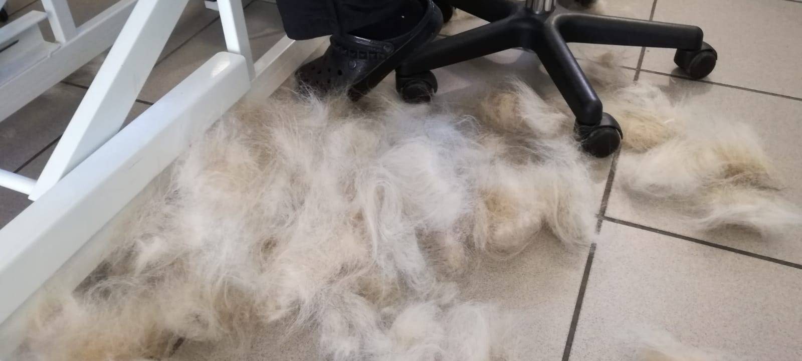 Hundesalon bietet "besten Job der Welt"