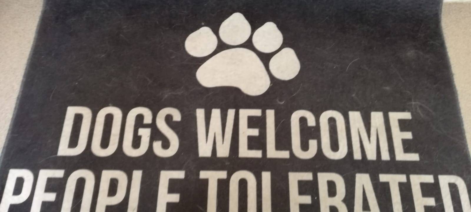 Hundesalon bietet "besten Job der Welt"