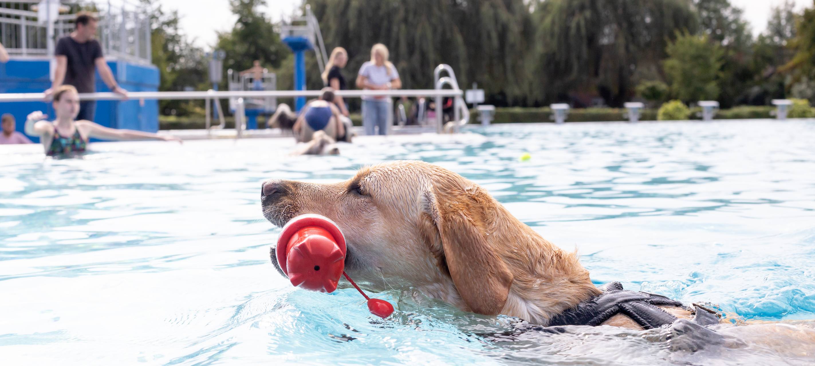 Hunde schwimmen im Freibad der Aquarena Pulheim