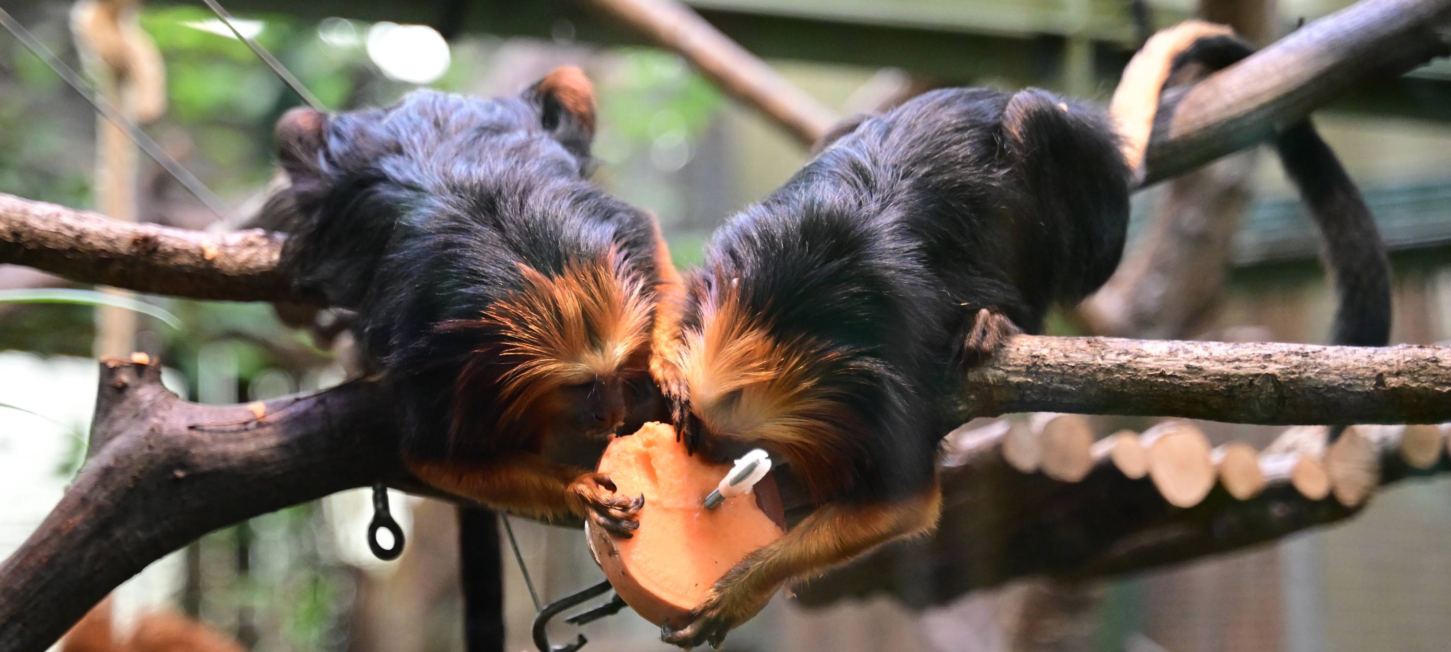 Neue Affenart im Kölner Zoo