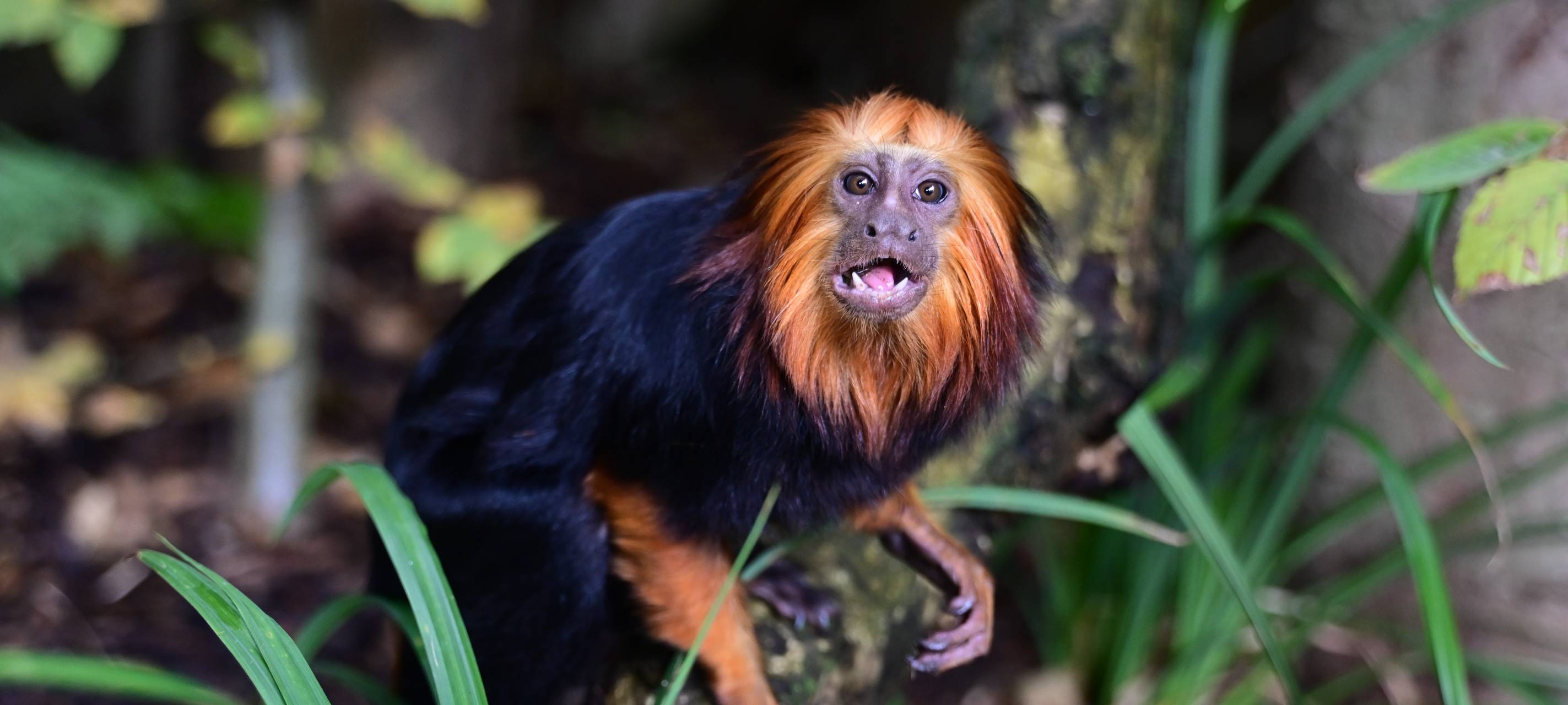 Neue Affenart im Kölner Zoo