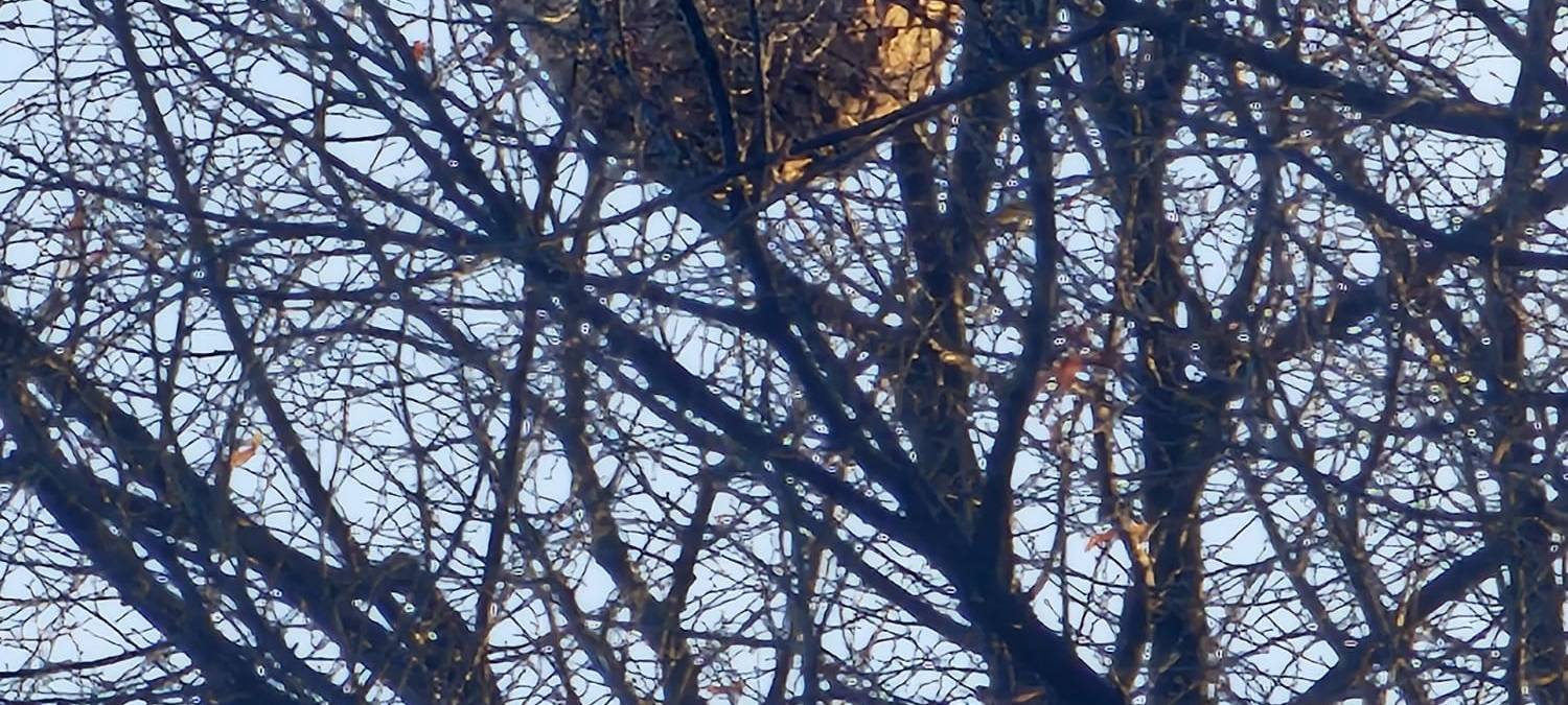 Asiatische Hornissen: Große Nester in Hürth entfernt