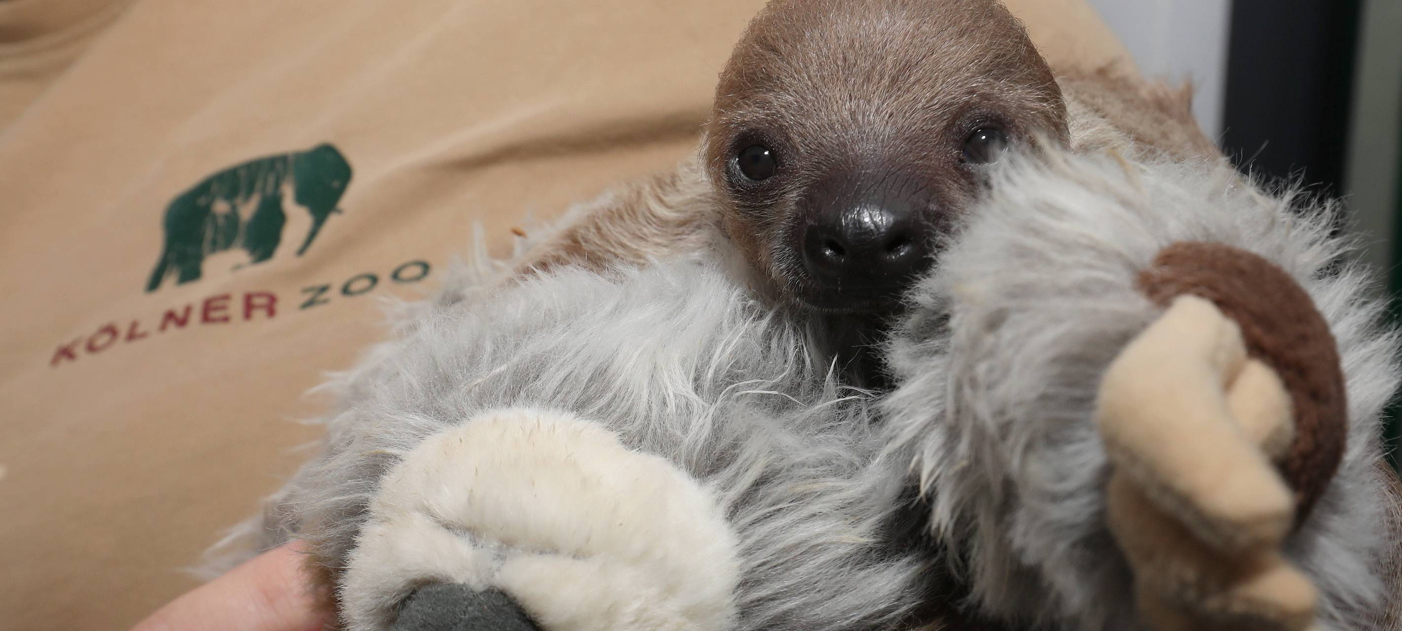 Niedlicher Faultier-Nachwuchs im Kölner Zoo