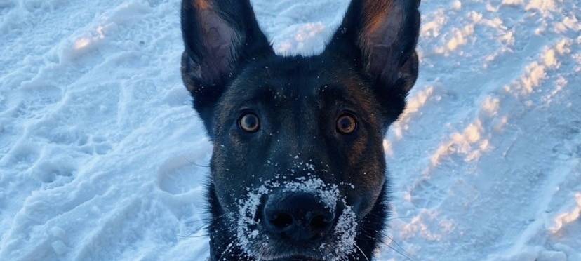Hund erschnüffelt Drogen in Köln