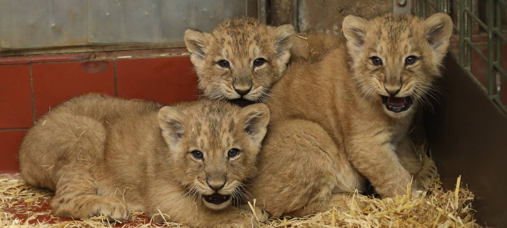 Köln: Asiatische Löwenbabys erstmals draußen