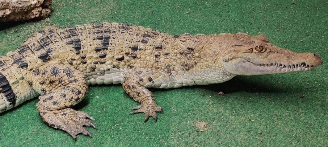 Kölner Krokodil zieht nach Australien