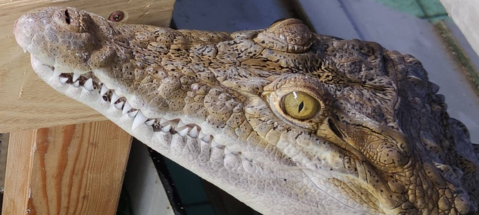 Kölner Krokodil zieht nach Australien