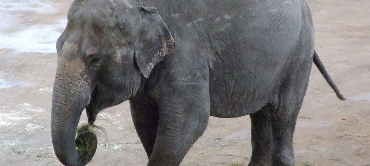 Nachwuchs im Zoo