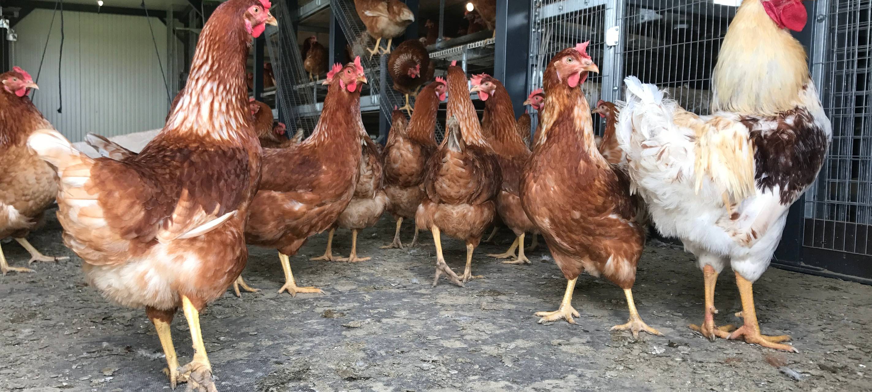 "Rettet das Huhn": Erftstädterin adoptiert vier Hühner