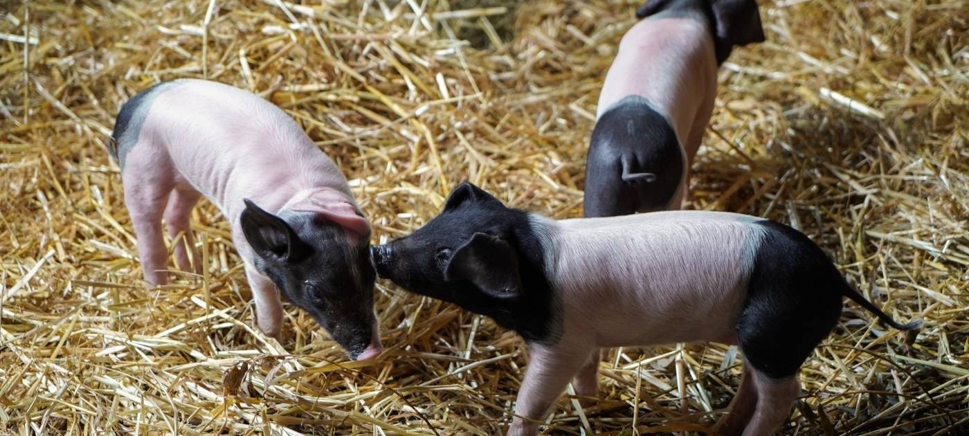 Nachwuchs im Kölner Zoo