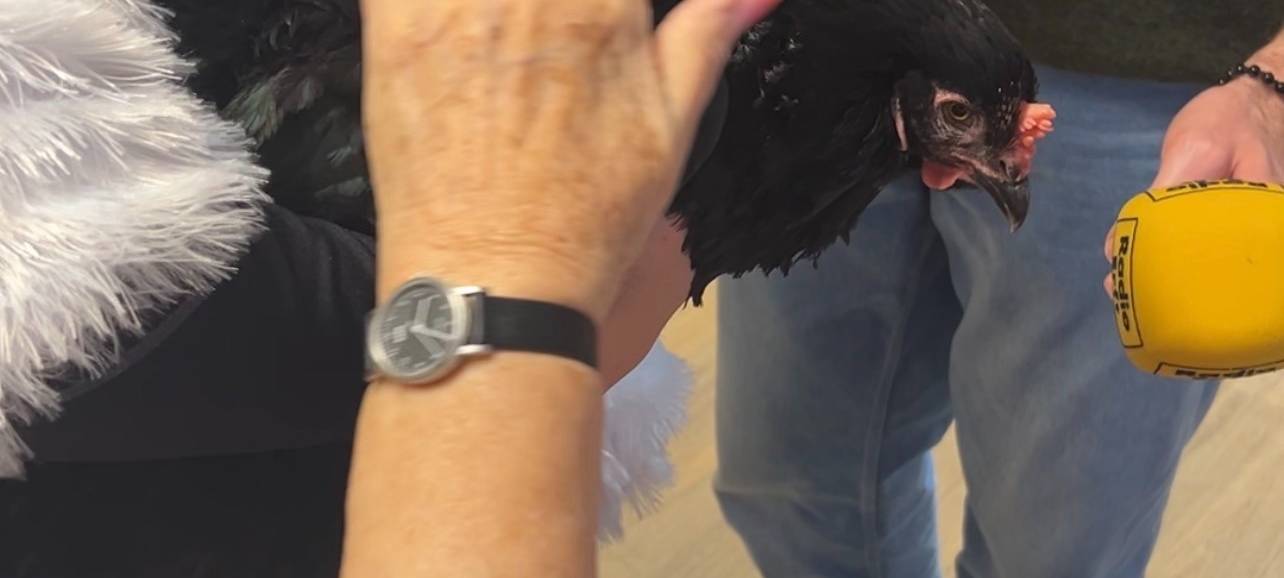 Therapie-Huhn in Seniorenheimen