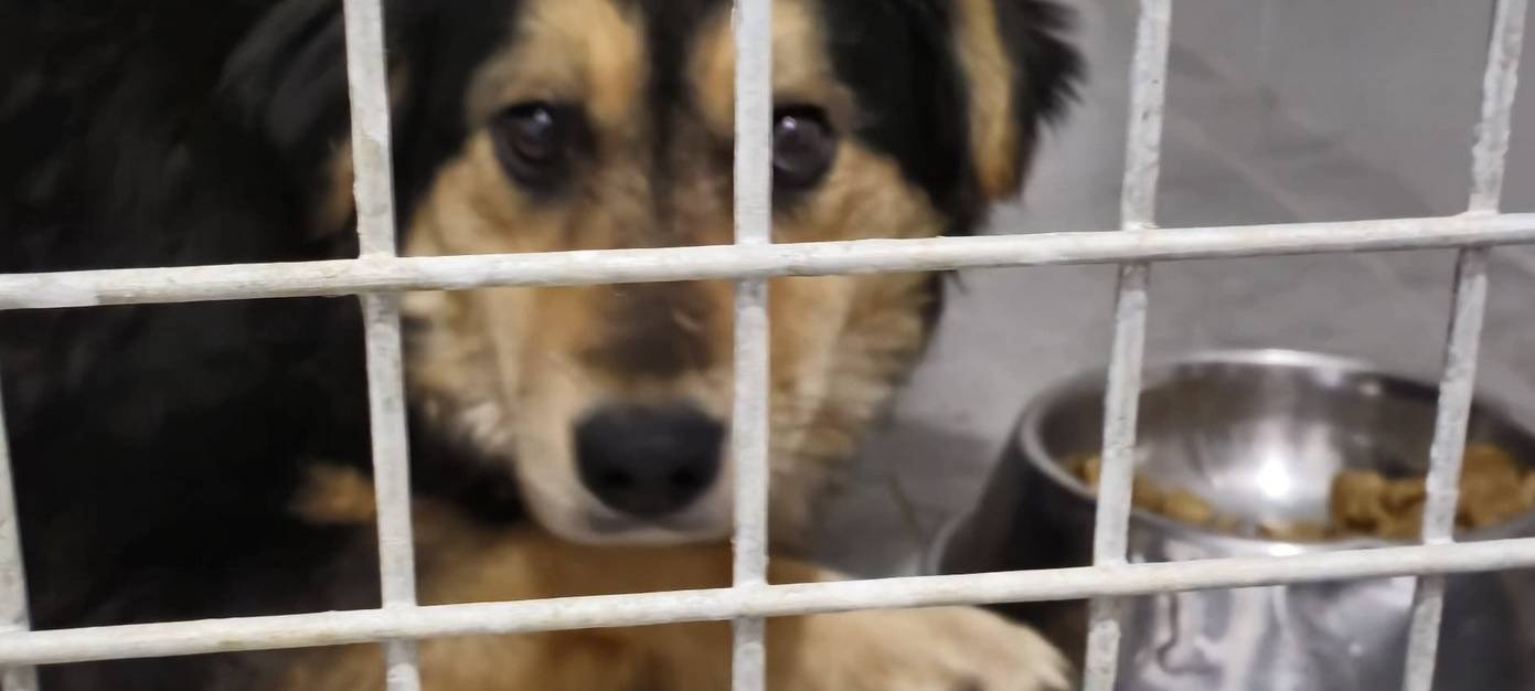 Tierheim Bergheim rettet Hunde aus Rumänien