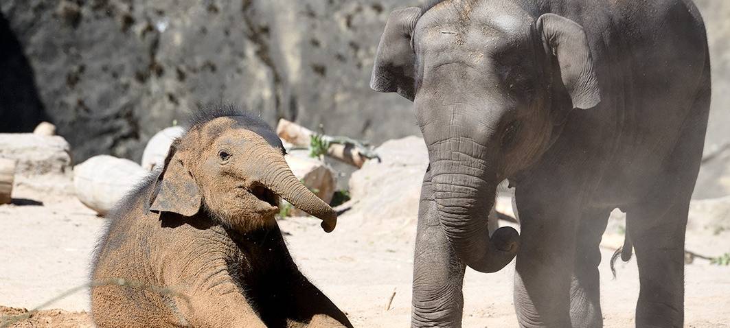 Kölner Zoo lädt zum Elefantentag ein