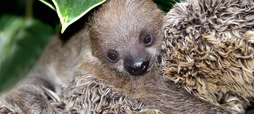 Kölner Zoo: Faultierbaby heißt Yono