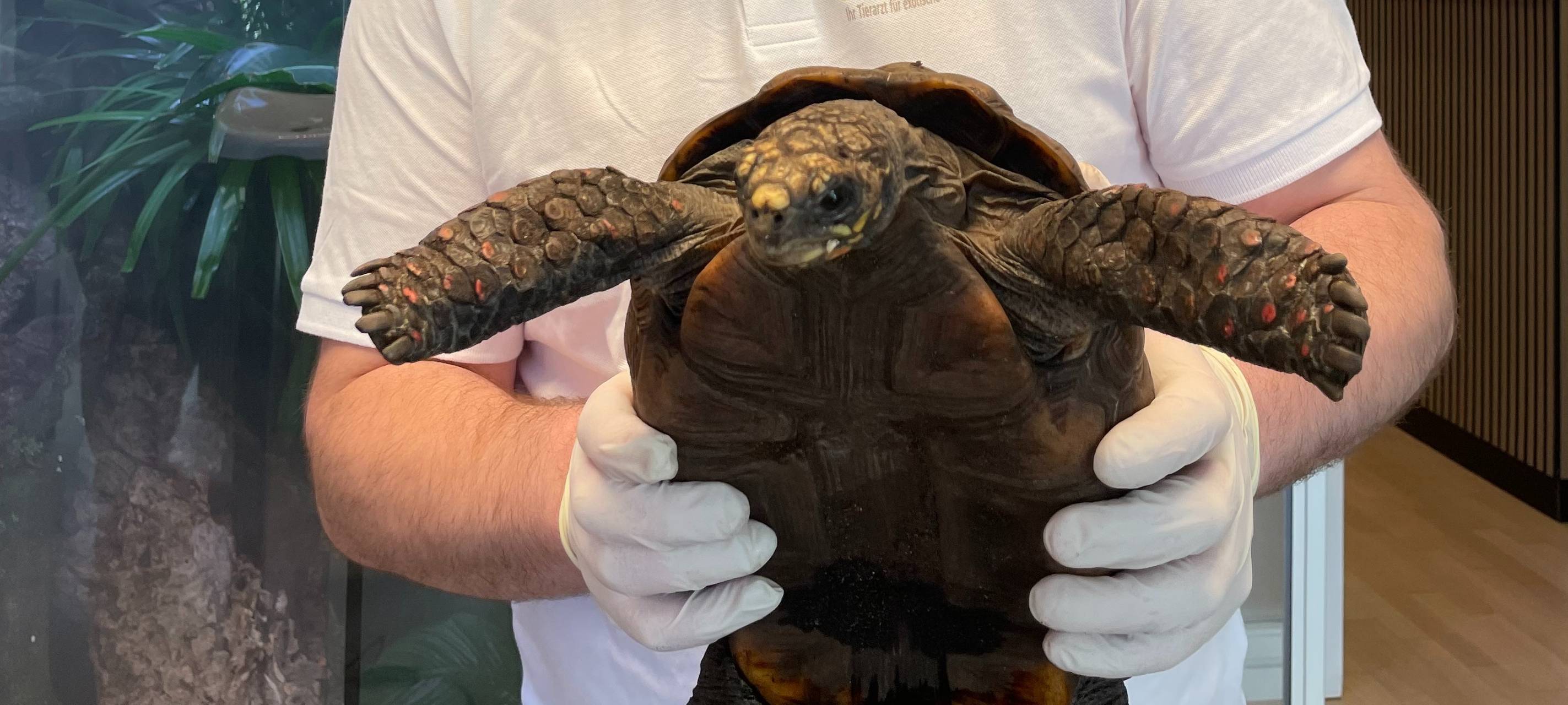 Brühl: Neue Praxis für exotische Tiere
