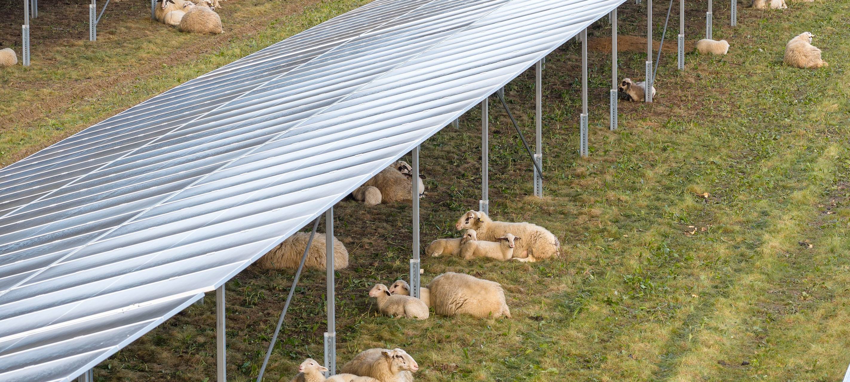 Schafe pflegen Solaranlagen bei Bedburg