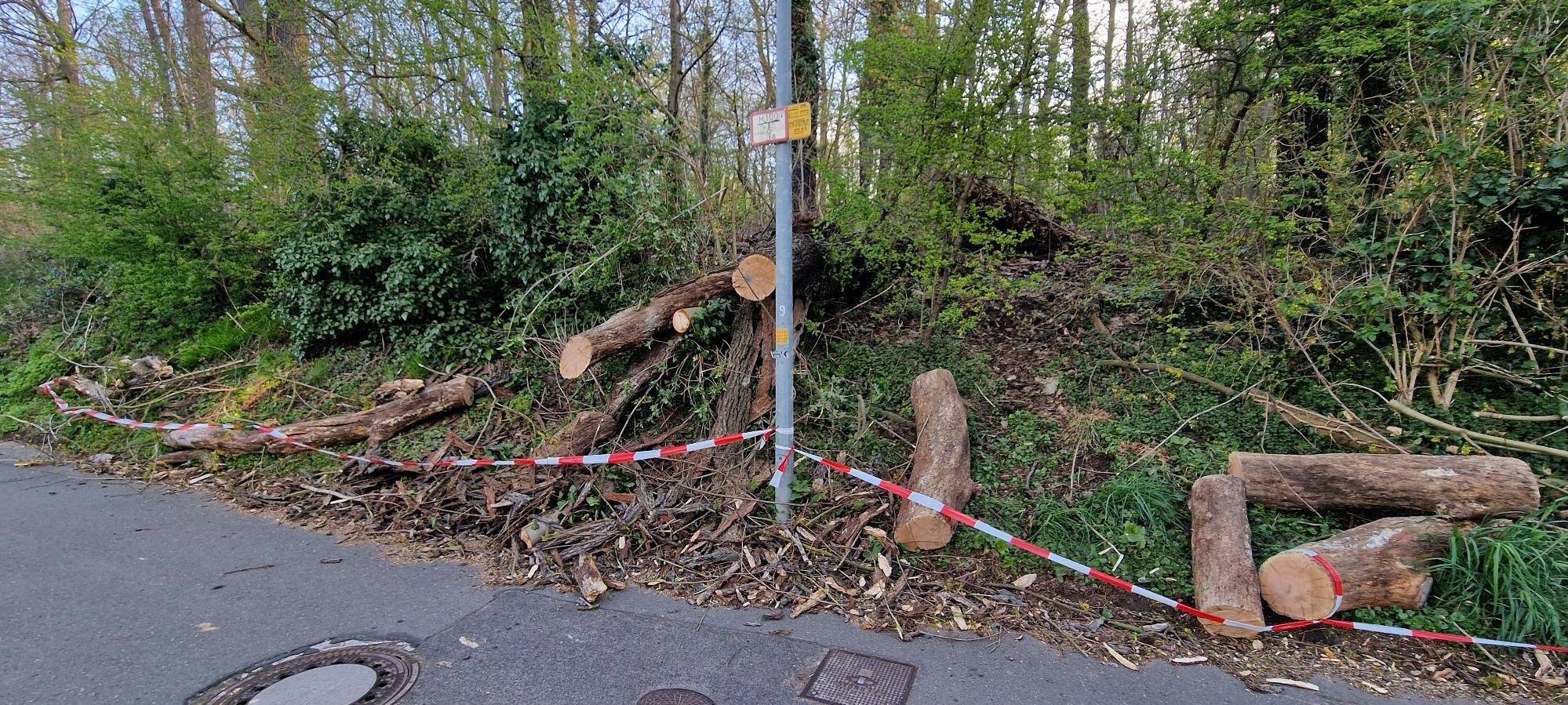 Bedburg: Johannesstraße wegen umgekipptem Baum gesperrt