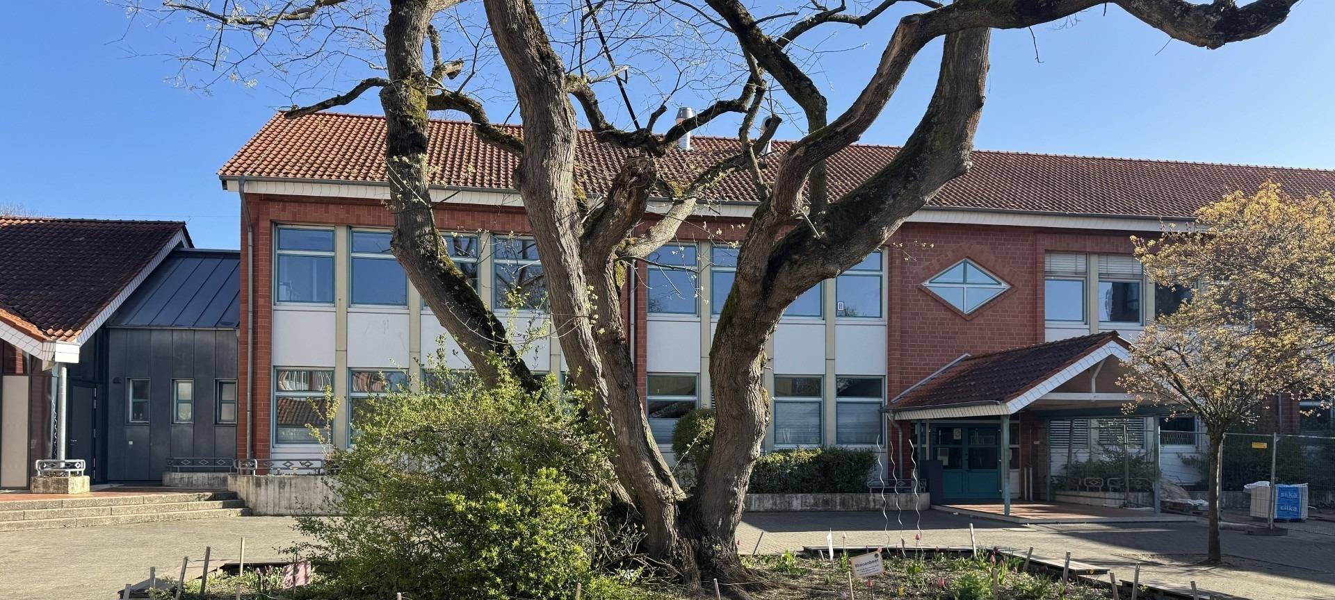 Baum auf Hürther Schulhof gefällt