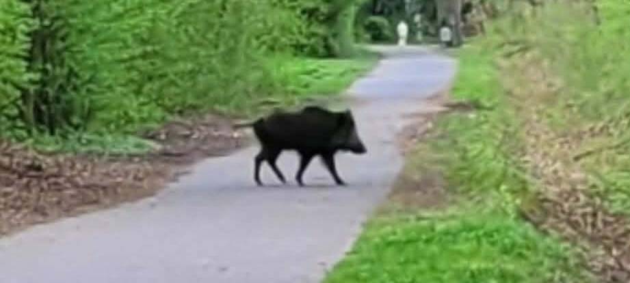 Wildschwein Kalli beschäftigt Alt Hürth