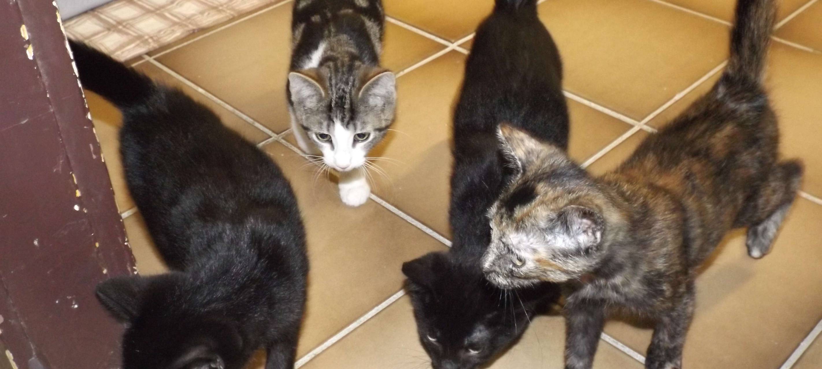 Tierschutzvereine bekommen Unterstützung