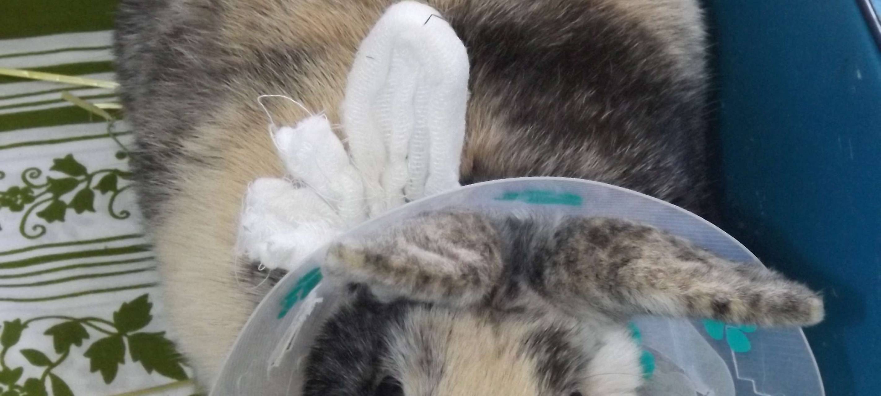 Rhein-Erft: Tierarzt wird teurer - Tierheim dann voller?