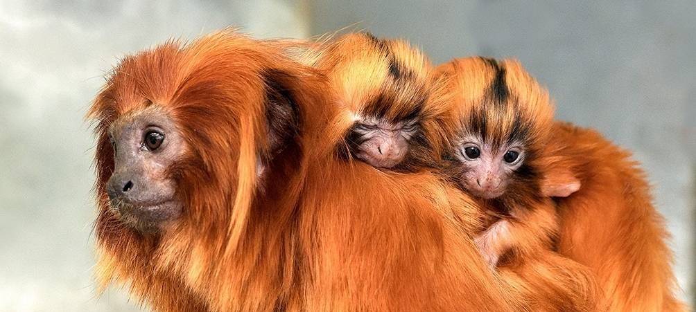 KlimaTag im Kölner Zoo