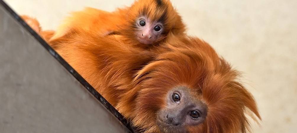 KlimaTag im Kölner Zoo