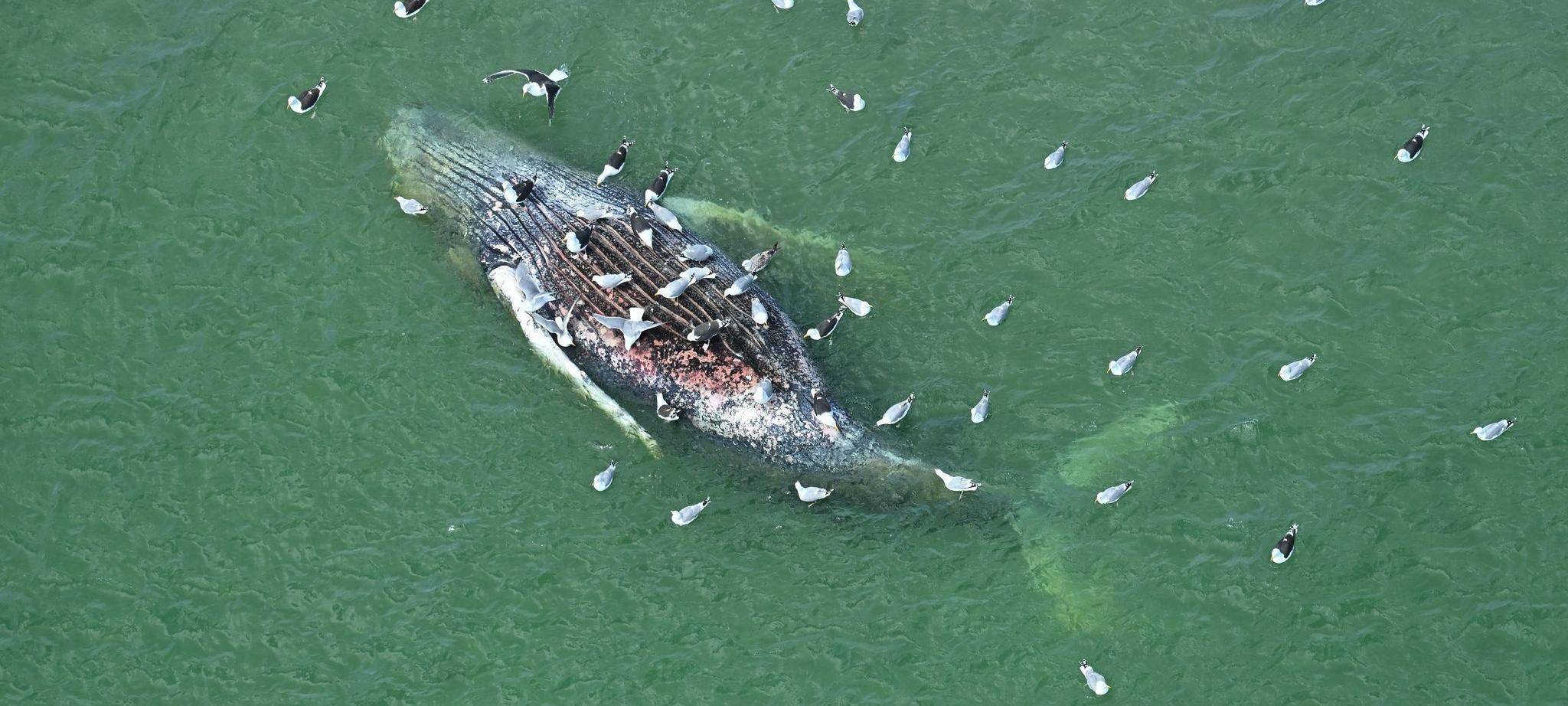 Toter Wal vor dänischer Insel Anholt entdeckt