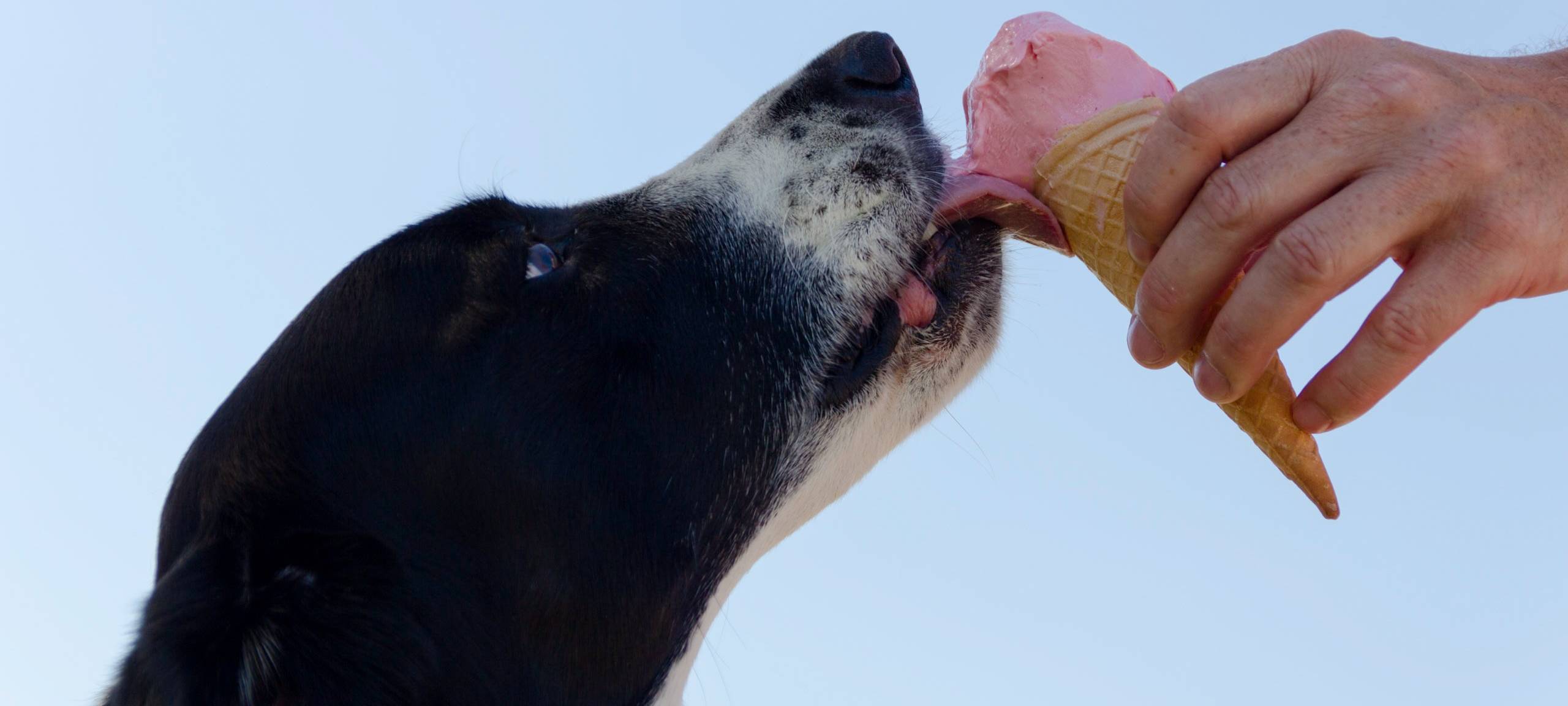 Die besten Abkühl-Gadgets für Tiere
