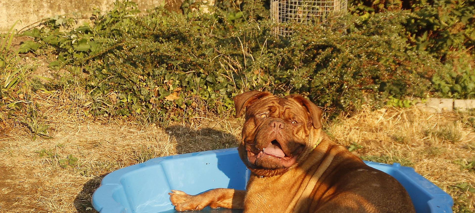 Die besten Abkühl-Gadgets für Tiere
