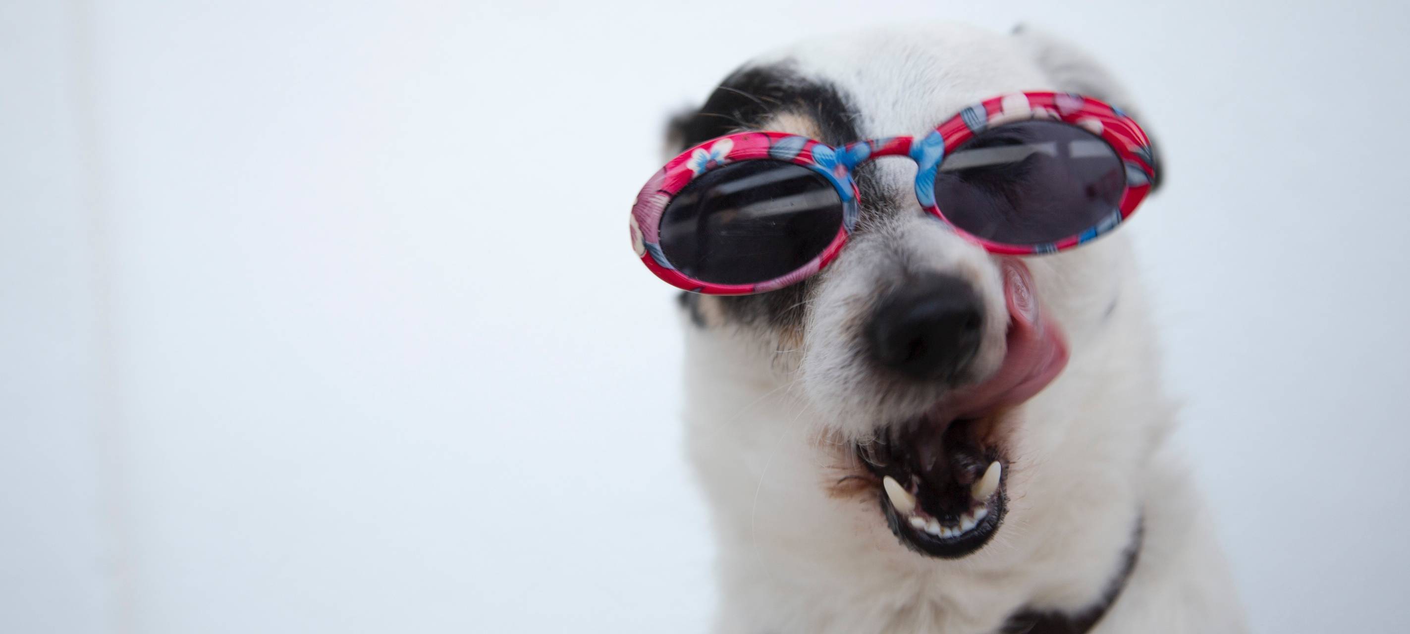 Die besten Abkühl-Gadgets für Tiere