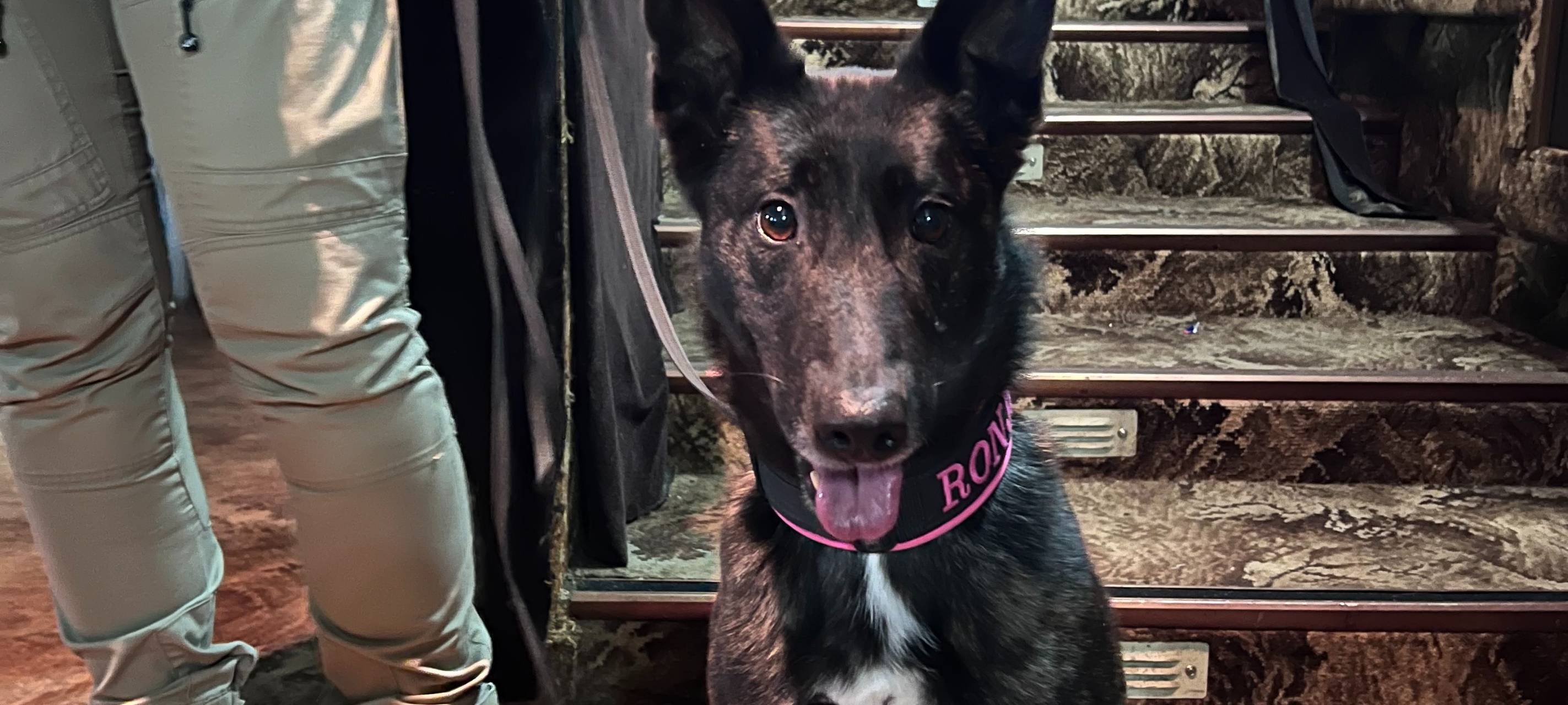 Elsdorf: Sprengstoff-Spürhunde trainieren im alten Kino