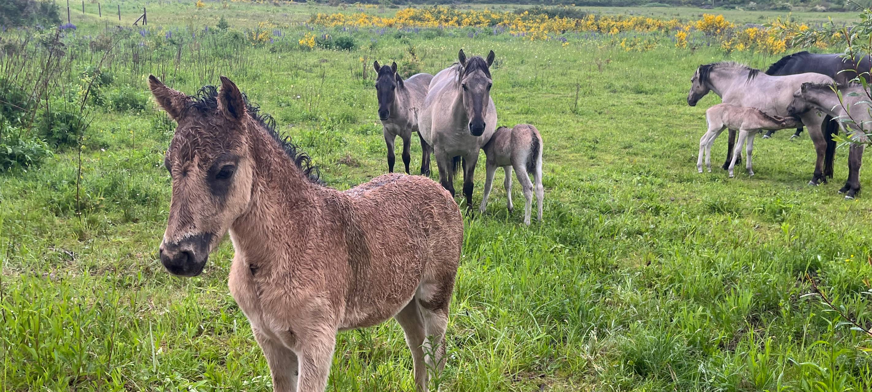 Elsdorf: Baby-Boom bei den Wildpferden auf der Sophienhöhe