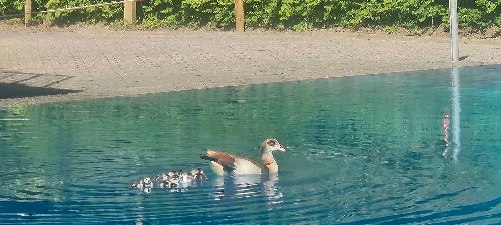 Pulheim: Becken in Aquarena wieder freigegeben