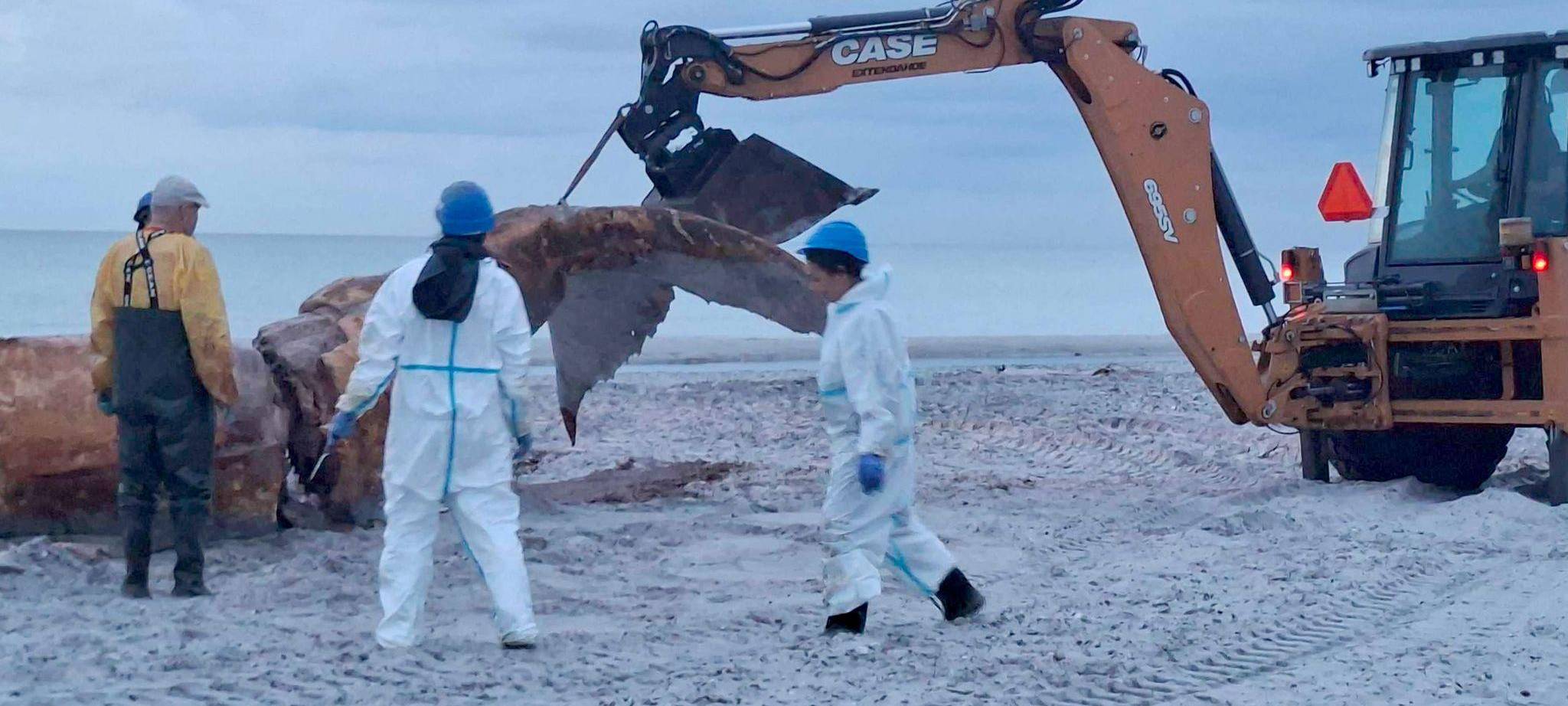 Weitere Entwicklung zum Buckelwal in der Ostsee
