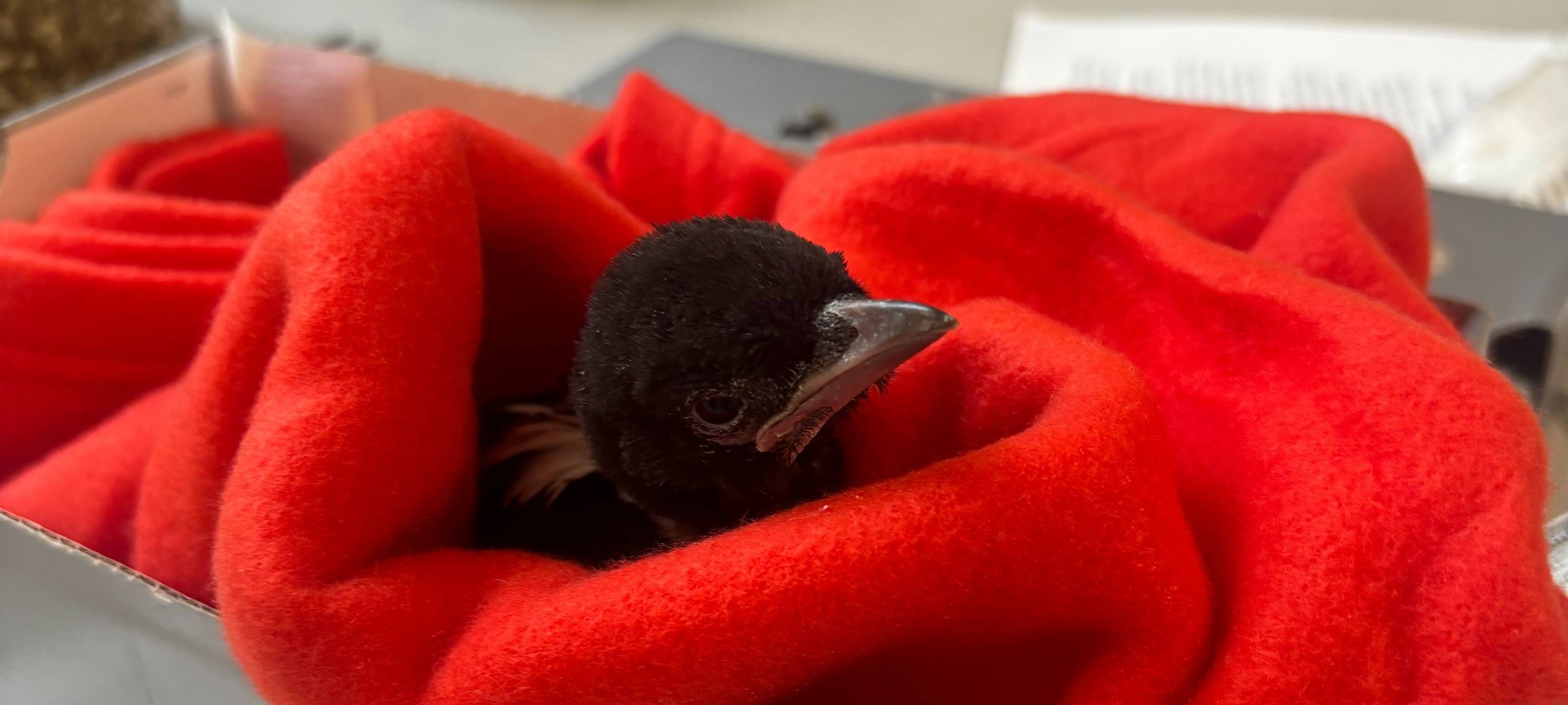 Rhein-Erft: Viele Jungvögel im Tierheim Bergheim