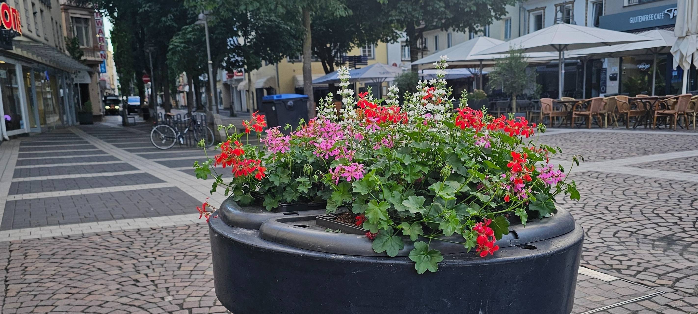 Brühl: Geranienfest in der Innenstadt