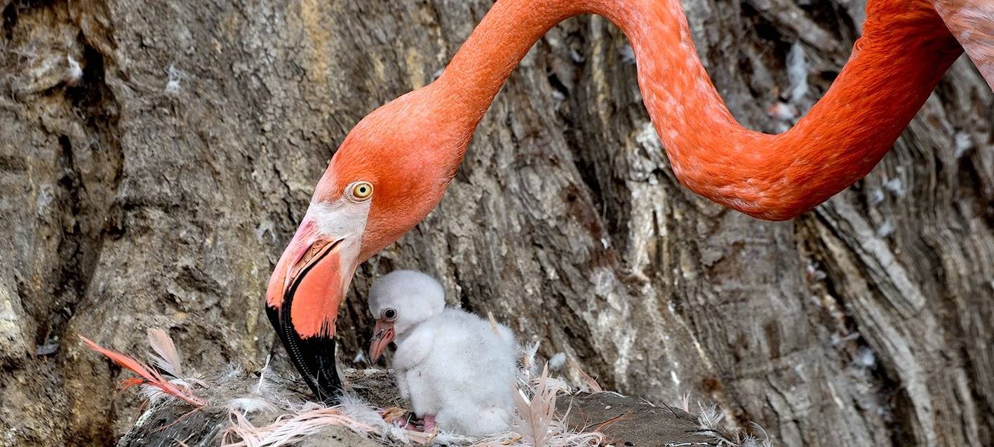 Nachwuchs bei Kuba-Flamingos im Kölner Zoo