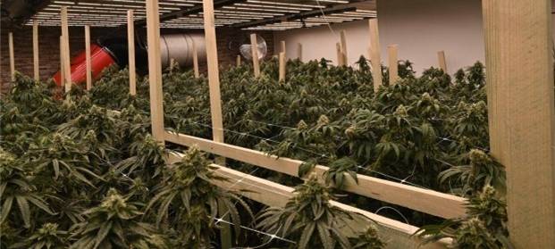Cannabis-Plantage in Pulheim