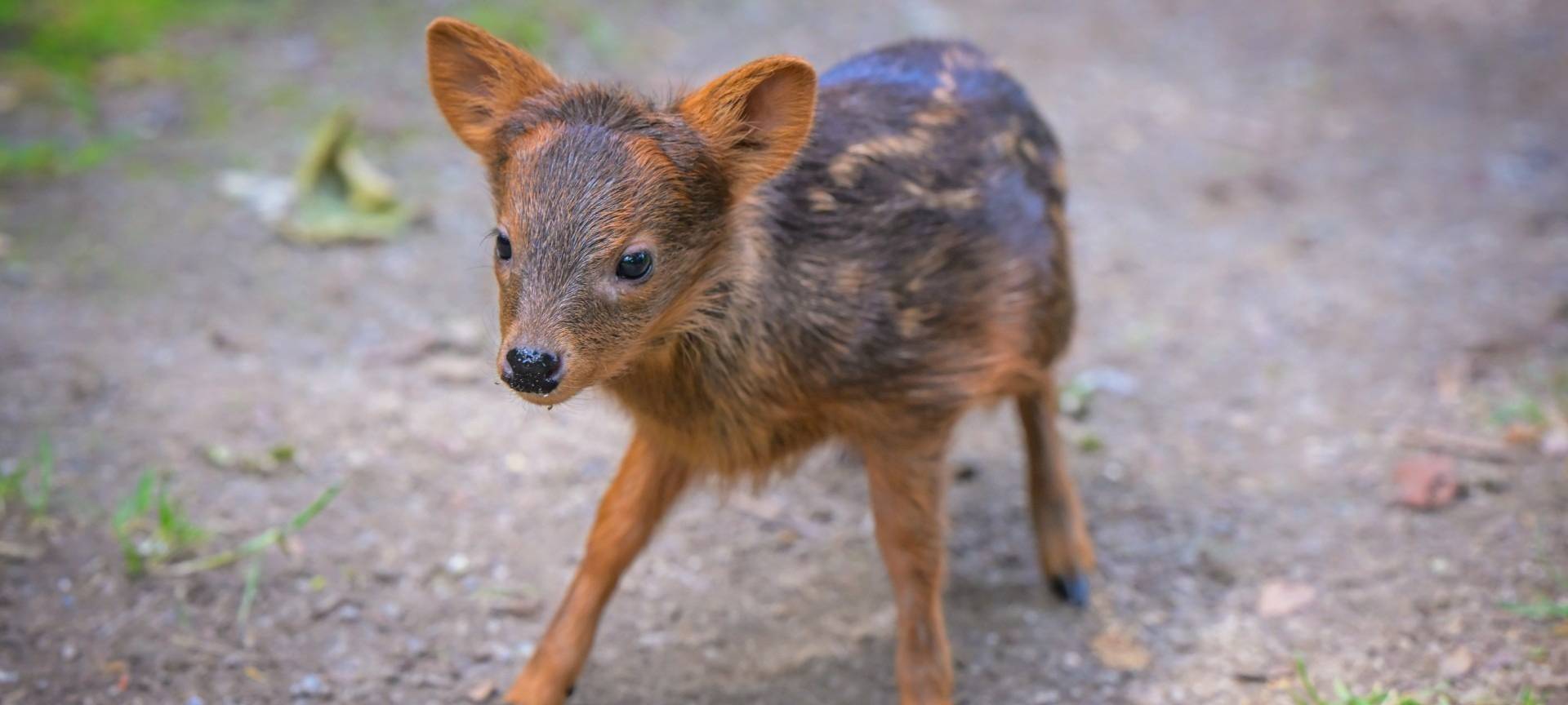 Pudu in Köln geboren