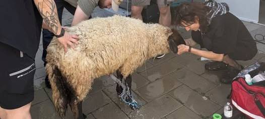 Bergheim: Tierheim versucht überhitztes Schaf zu retten