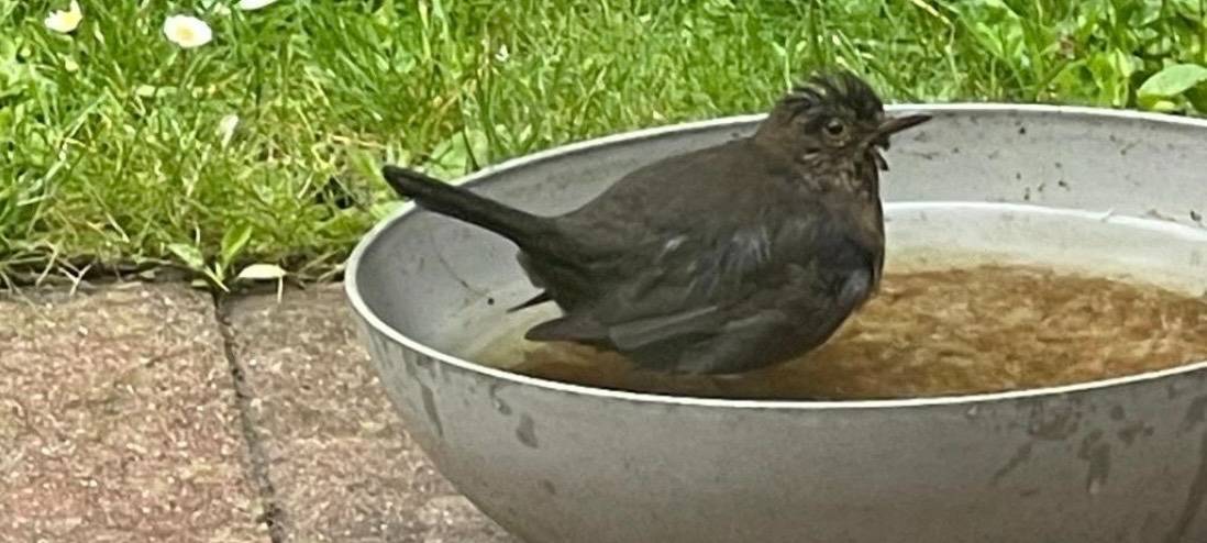 Pulheim soll Wasserstellen für Vögel und Co prüfen