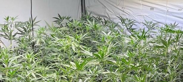 Polizei findet Cannabis-Plantage in Kerpen