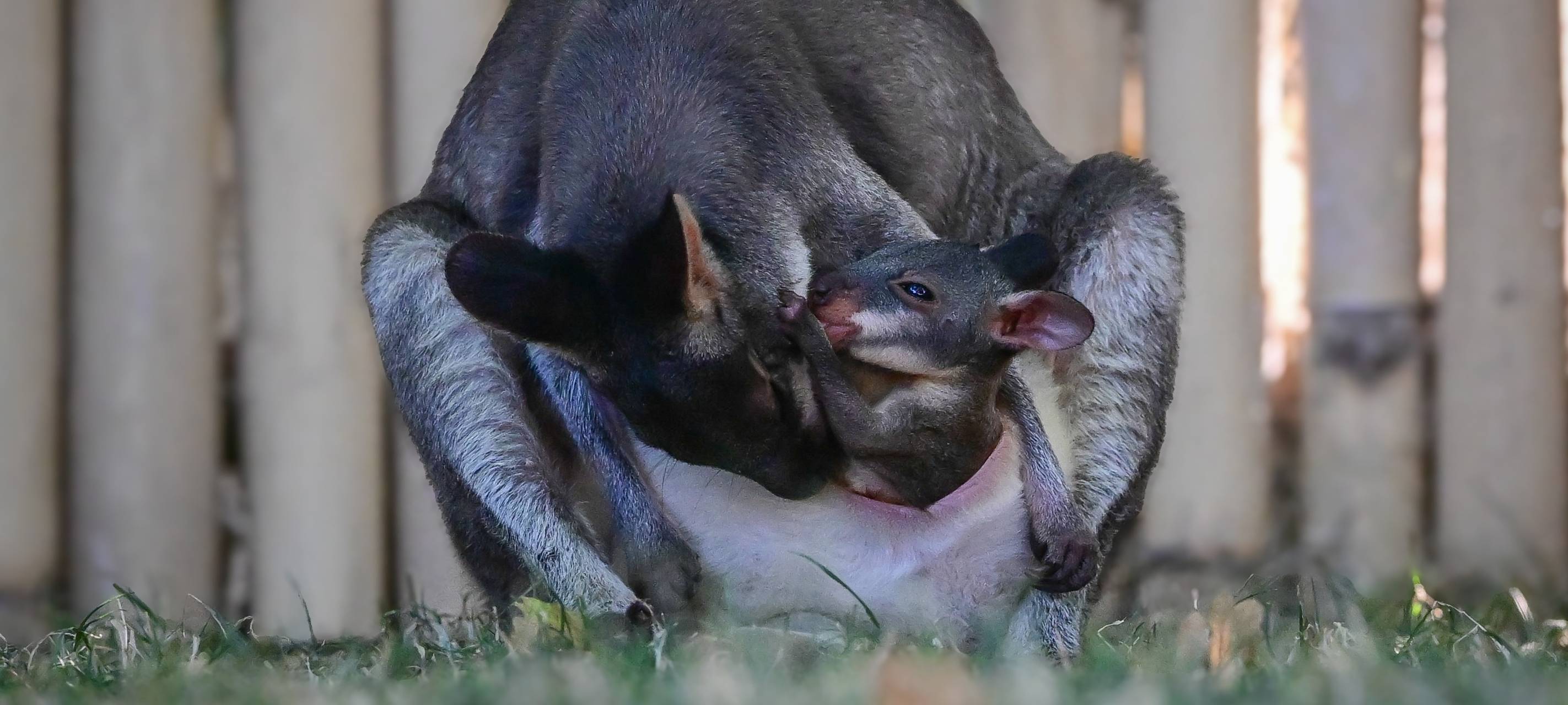 Känguru-Nachwuchs im Kölner Zoo
