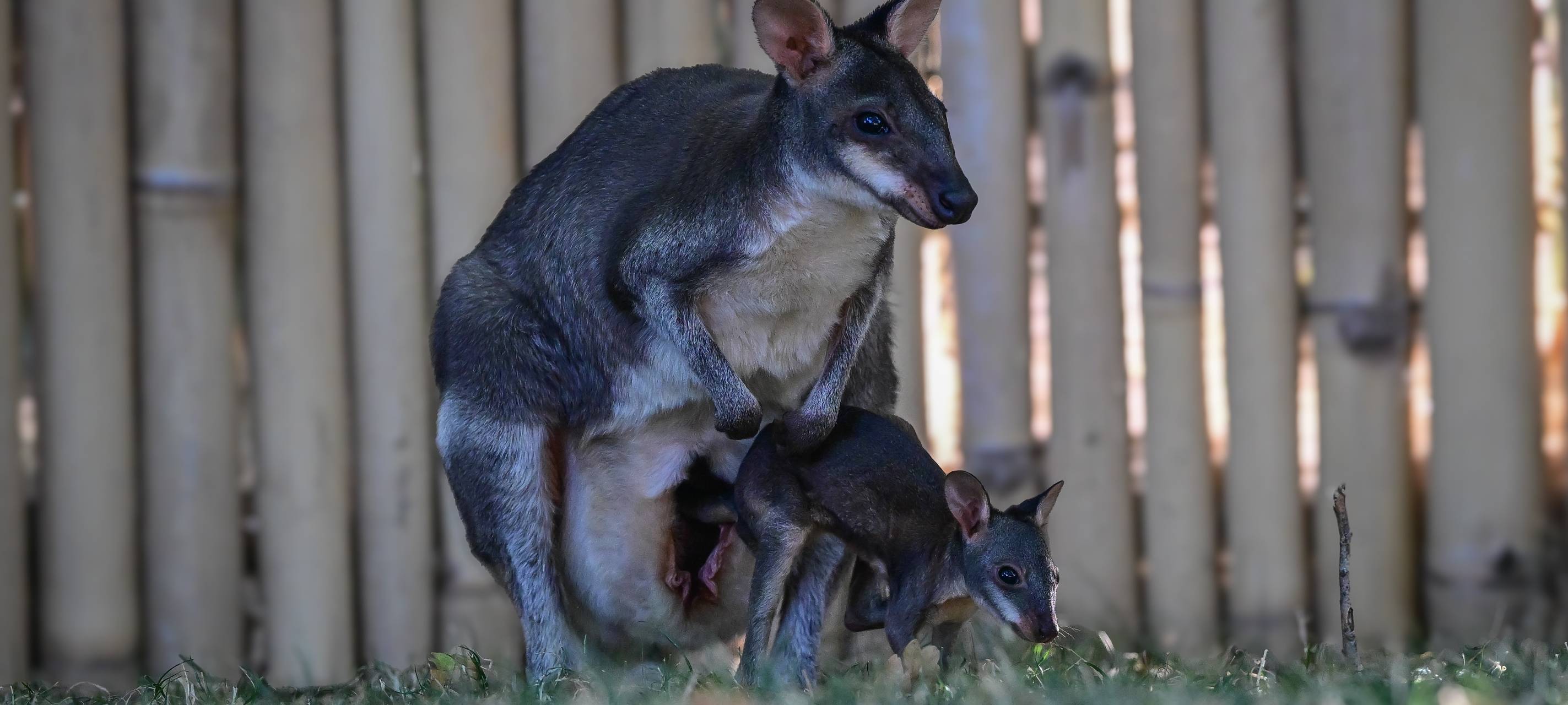 Känguru-Nachwuchs im Kölner Zoo