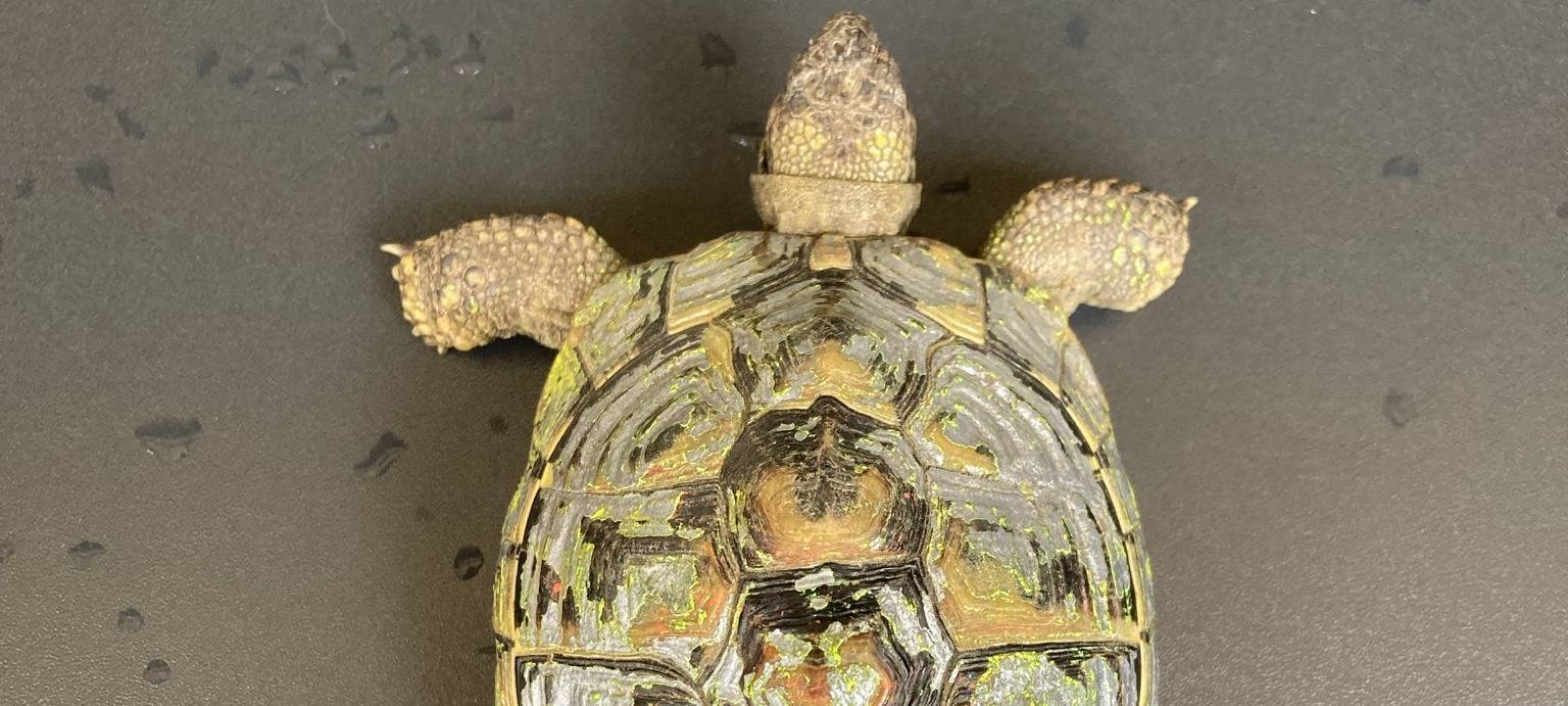 Schildkröten in Bergheim und Elsdorf gefunden