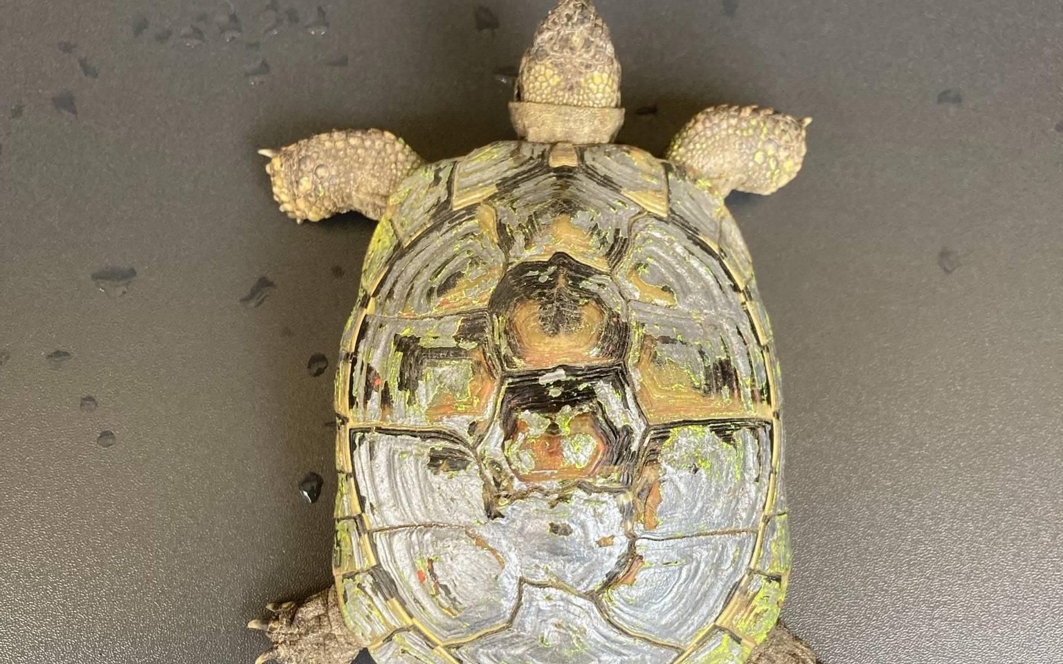 Schildkröten in Bergheim und Elsdorf gefunden